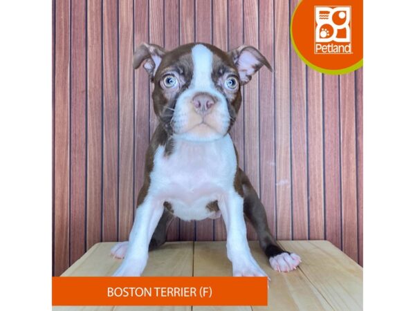 Boston Terrier – 2412
