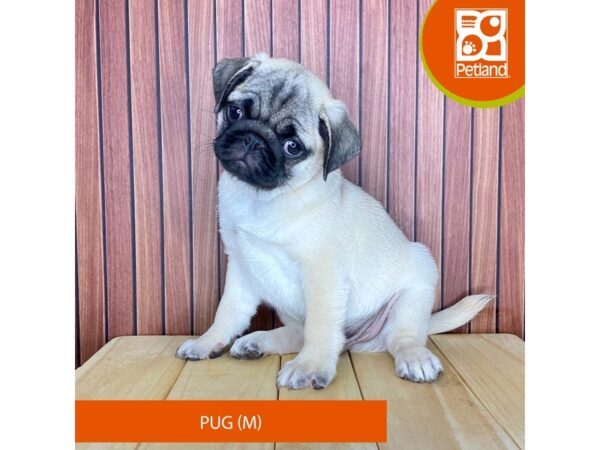 Pug – 2435