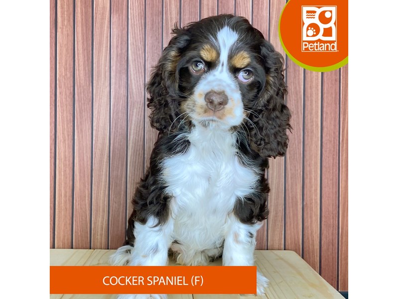 Cocker Spaniel - 2434 Image #1