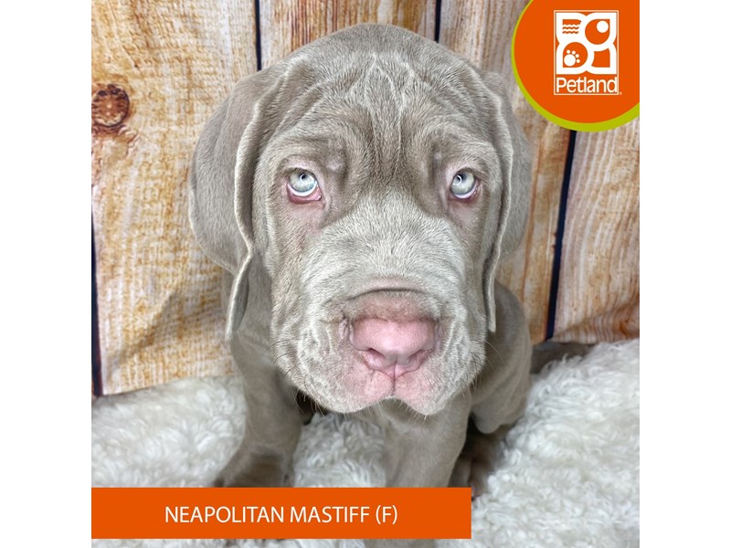 Neapolitan Mastiff - 2431 Image #1