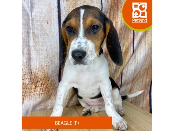 Beagle – 2429