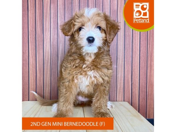 Goldendoodle Mini – 2427