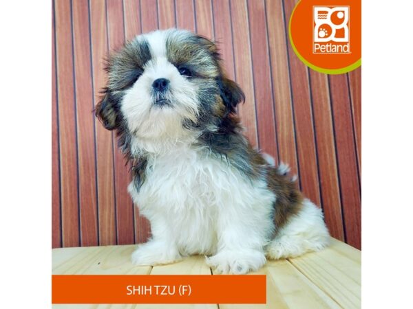 Shih Tzu – 2438