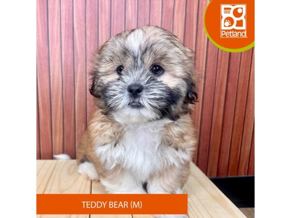 Teddy Bear – 2439