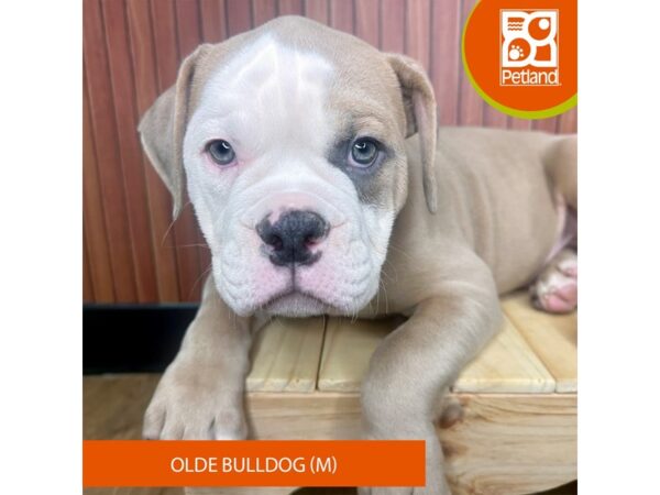 Olde Bulldog – 2444