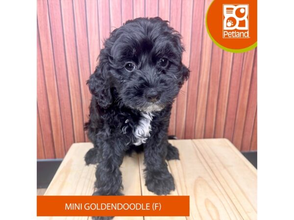 Miniature Goldendoodle – 2458