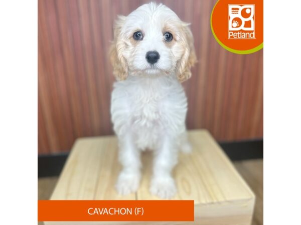 Cavachon – 2457