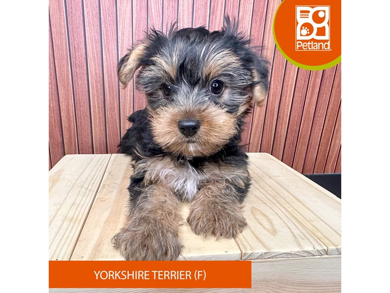 Yorkshire Terrier - 2456 Image #1