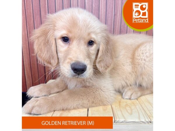 Golden Retriever – 2454