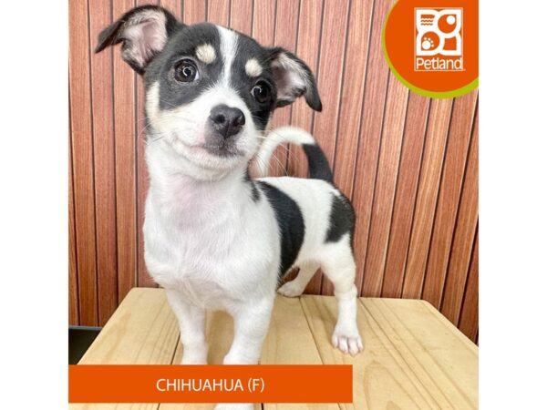 Chihuahua – 2453