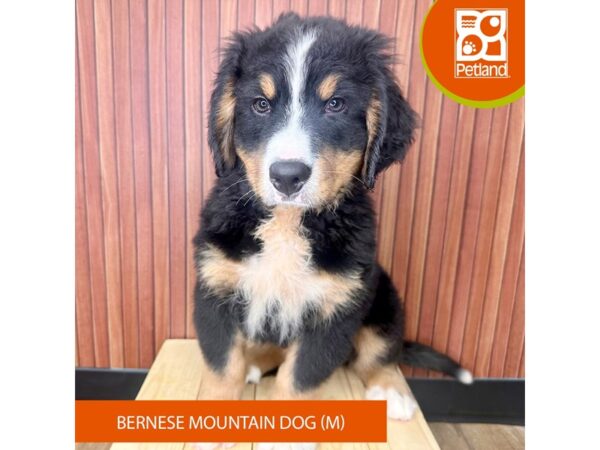 Bernese Mountain Dog – 2452