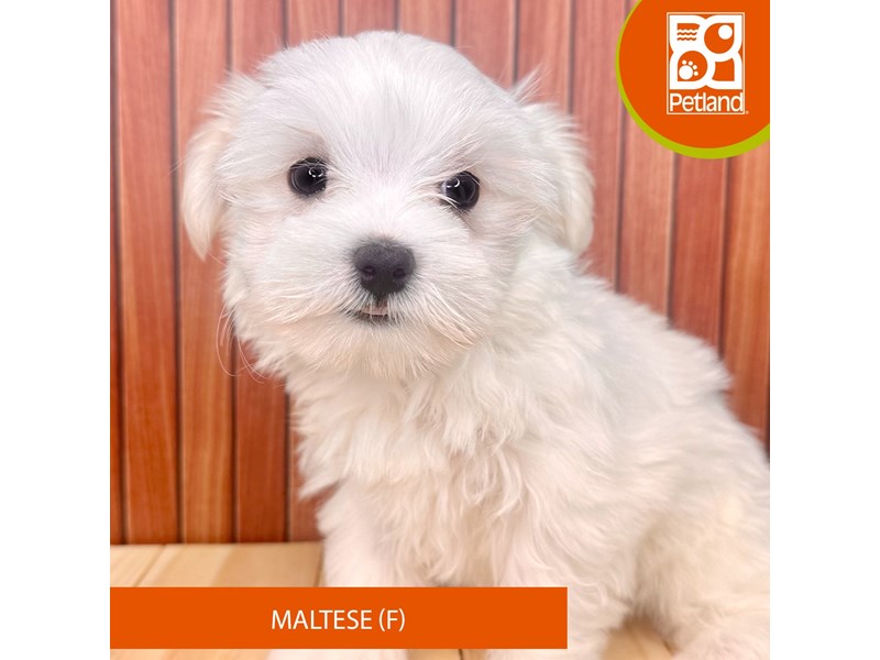 Maltese - 2451 Image #1