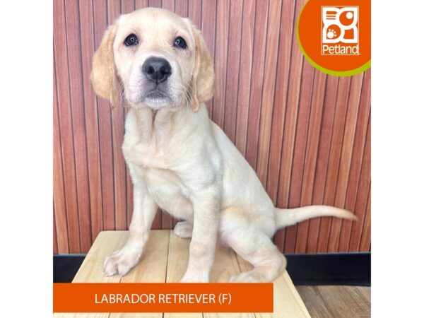 Labrador Retriever – 2450
