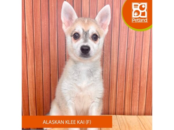 Alaskan Klee Kai – 2449