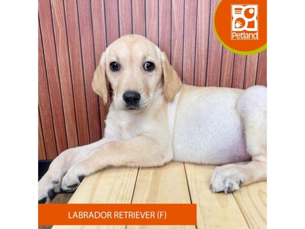 Labrador Retriever – 2448