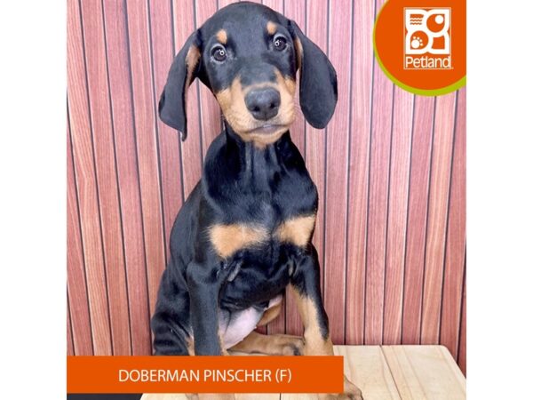 Doberman Pinscher – 2447
