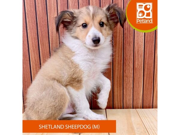 Shetland Sheepdog – 2461