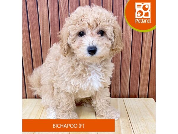 Bichapoo – 2460