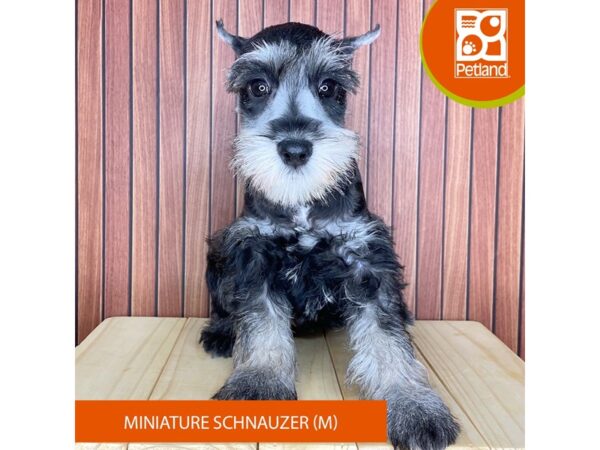 Miniature Schnauzer – 2437
