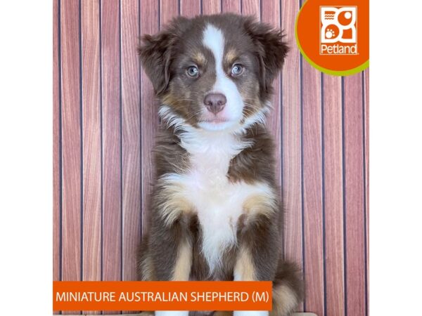 Miniature Australian Shepherd – 2432