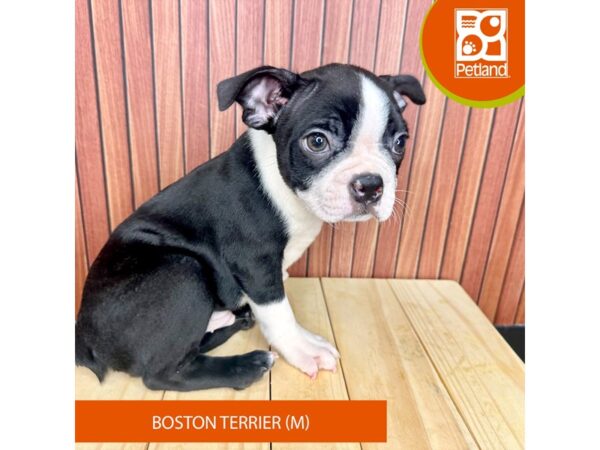 Boston Terrier – 2443