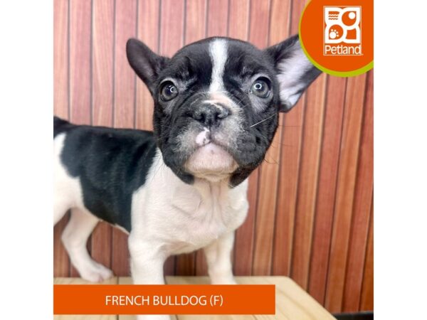 French Bulldog – 2440