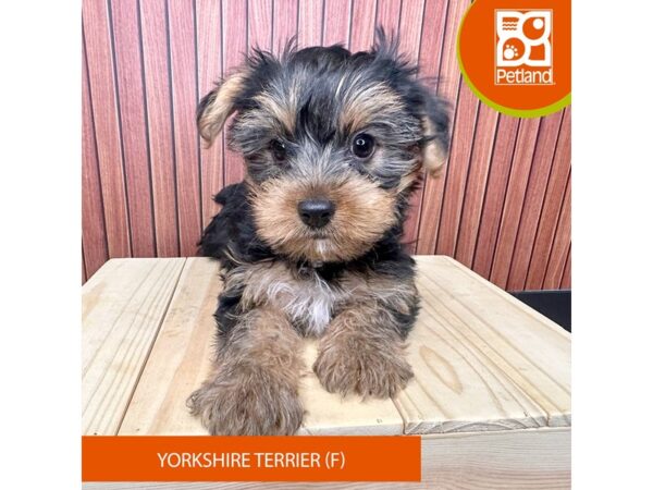Yorkshire Terrier – 2456