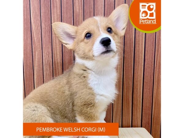 Pembroke Welsh Corgi – 2466