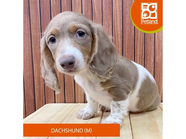 Dachshund – 2464