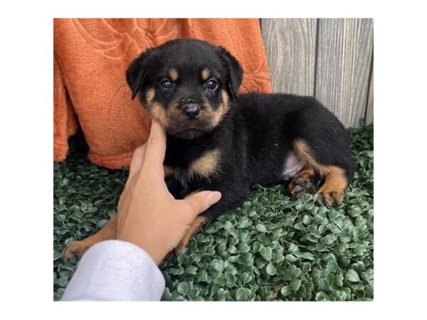 Rottweiler – 2469