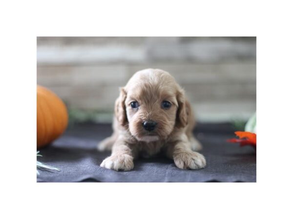 Cavapoo – 2470