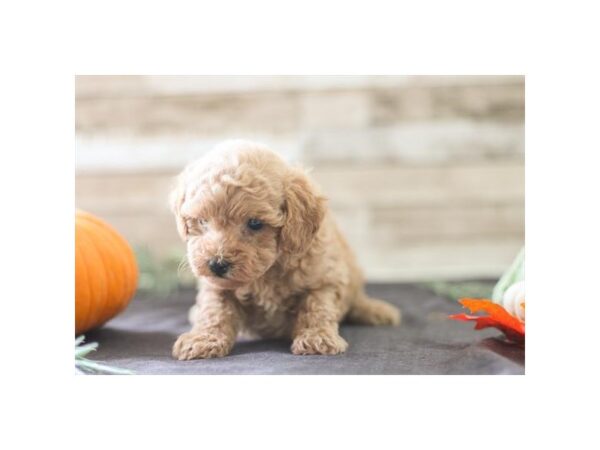 Poodle – 2471