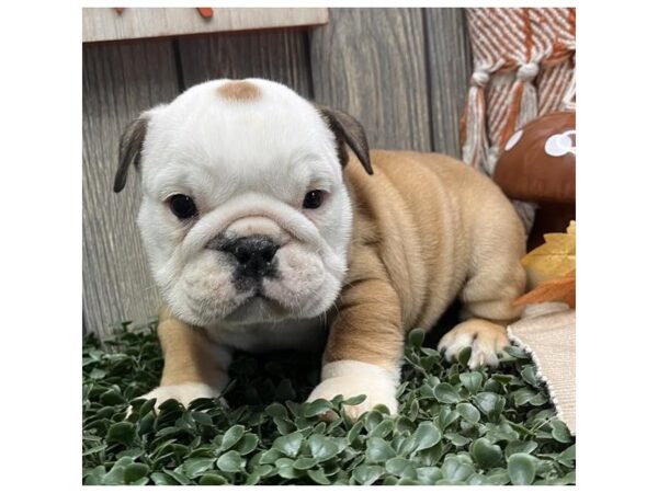English Bulldog – 2472