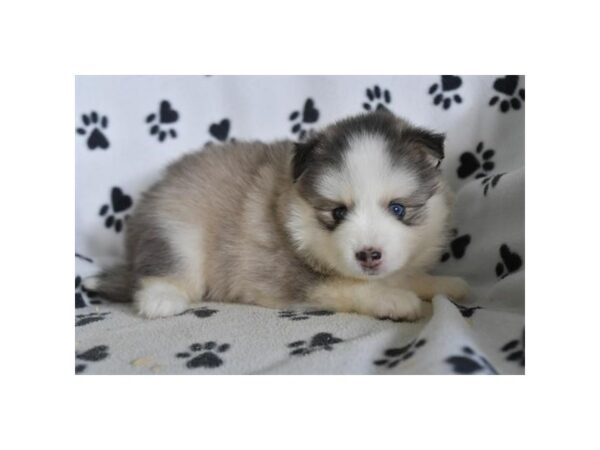Pomsky – 2474