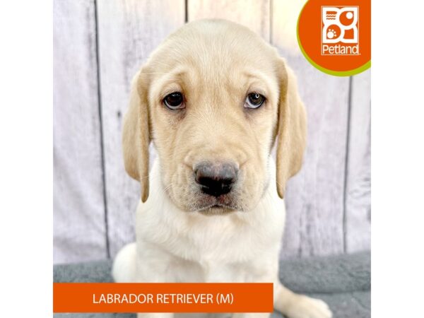 Labrador Retriever – 2508