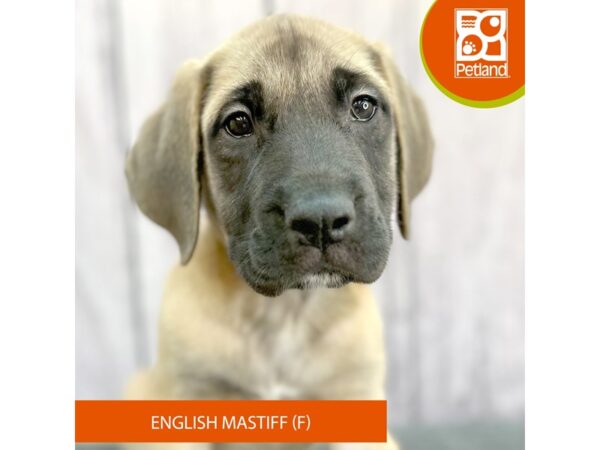 English Mastiff – 2504