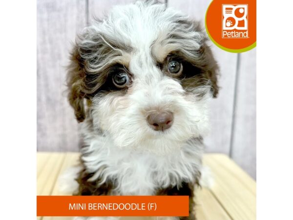 Bernedoodle Mini – 2503