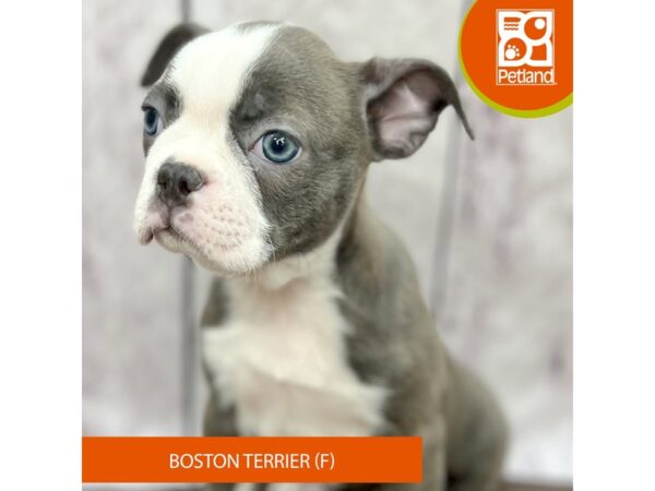 Boston Terrier – 2514