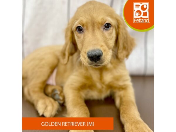 Golden Retriever – 2512