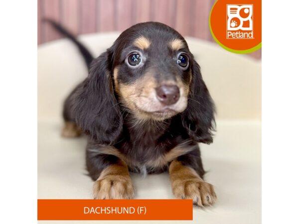Dachshund – 2524