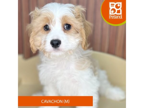 Cavachon – 2525