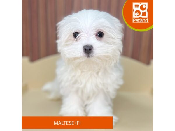 Maltese – 2530