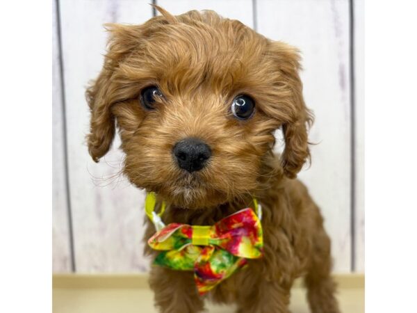 Cavapoo – 2949