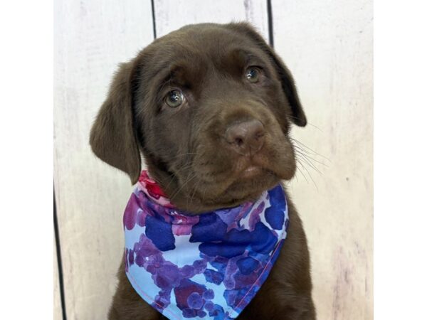 Labrador Retriever – 2953