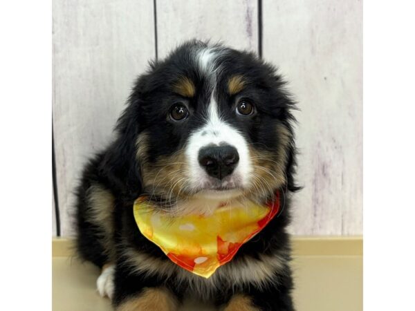 Miniature Australian Shepherd – 2955