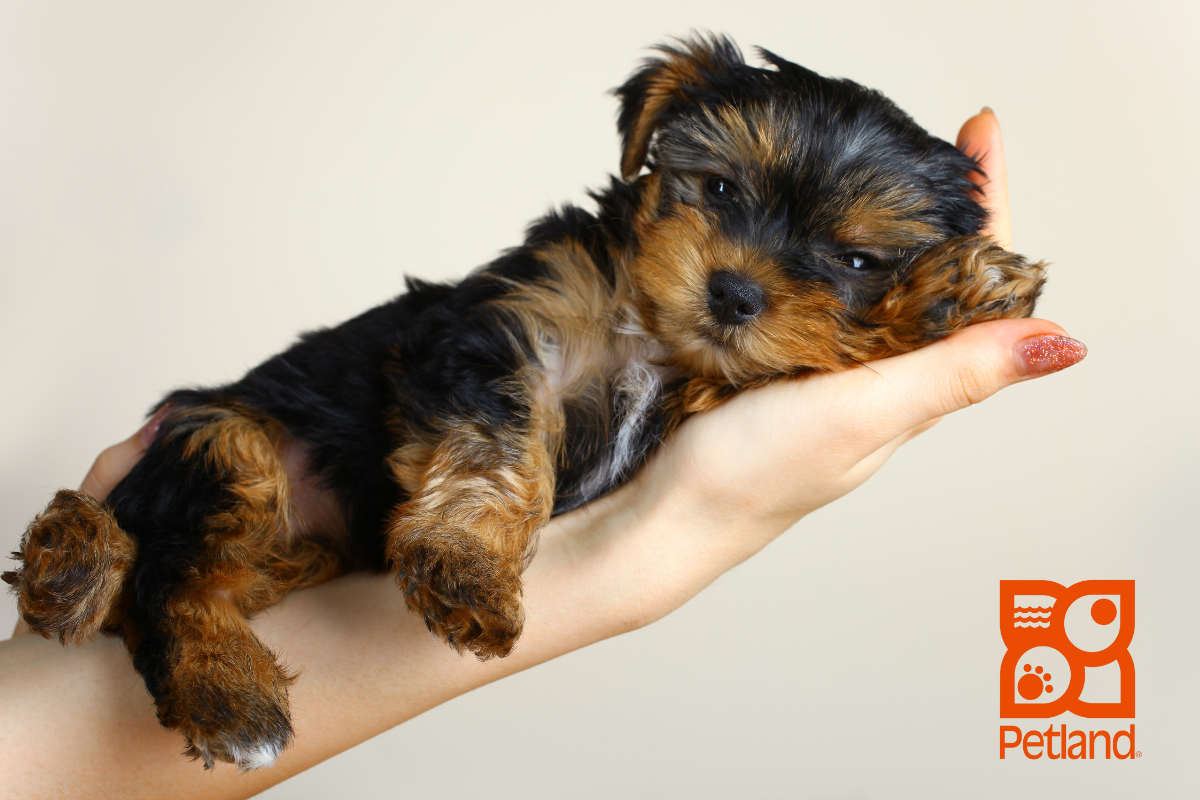 Where Does Petland Get Their Puppies: The Truth Behind The Tails