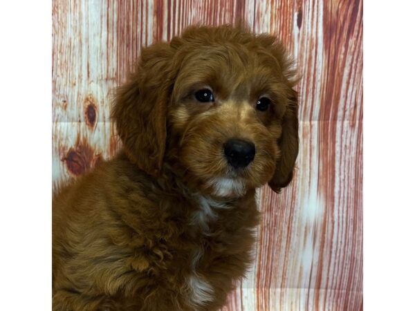 Goldendoodle Mini – 4063