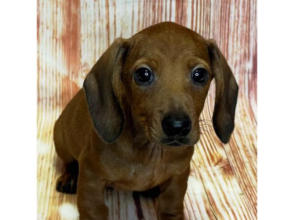 Dachshund – 4060