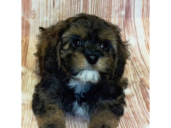 Cavapoo – 4084