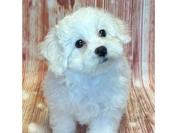 Bichon Frise – 4083